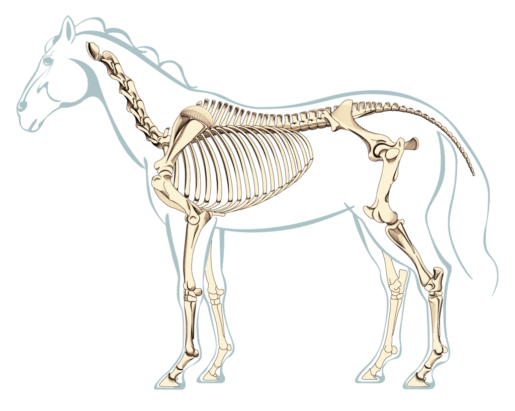 Basics of the Equine Skeleton – Bone Structure